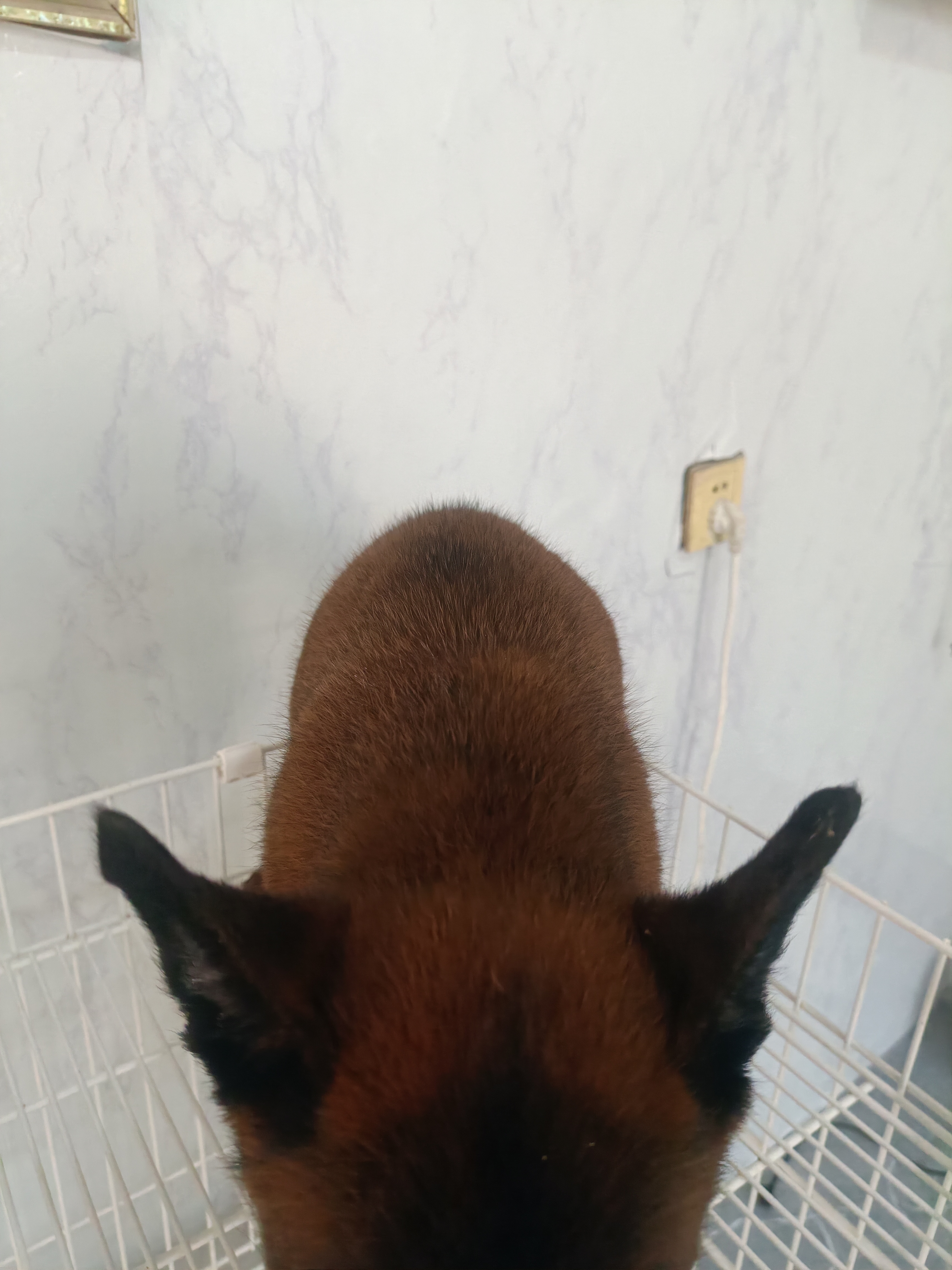 爆红马犬,性格稳定,现货,平台属于第三方,支持平台下单。
